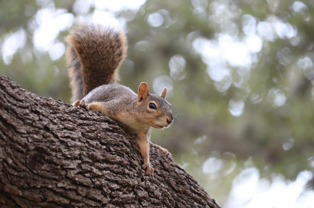 Image of squirrels in a forest